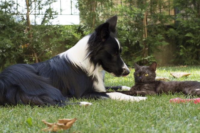 Pies i kot w ogrodzie