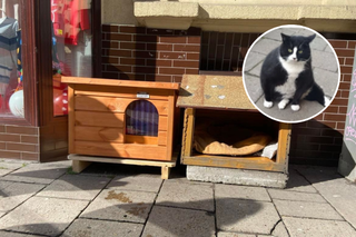 Kot Gacek otrzymał nowy domek! Czy już w nim śpi? 