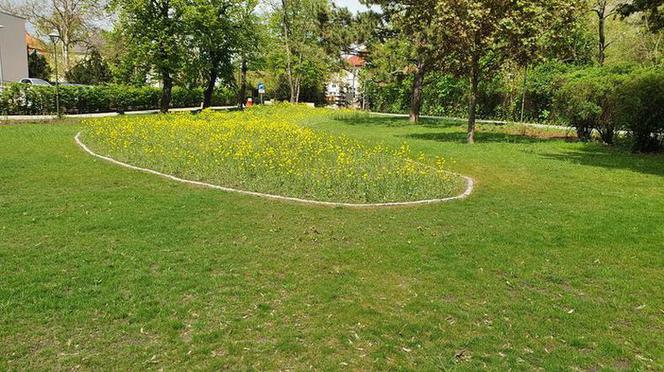 Bydgoszcz walczy z suszą. Miasto kosi tylko tam, gdzie trzeba
