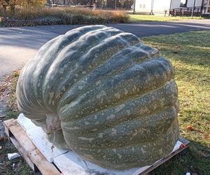 Ponad półtonowa dynia. Taką bestię wyhodowali w ogrodzie PAN w Powsinie