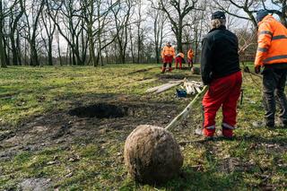 Tej wiosny poznańscy ogrodnicy posadzą setki nowych drzew w miejskich parkach oraz przy drogach