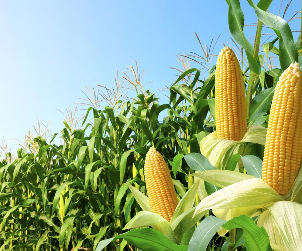 Pole kukrydzy