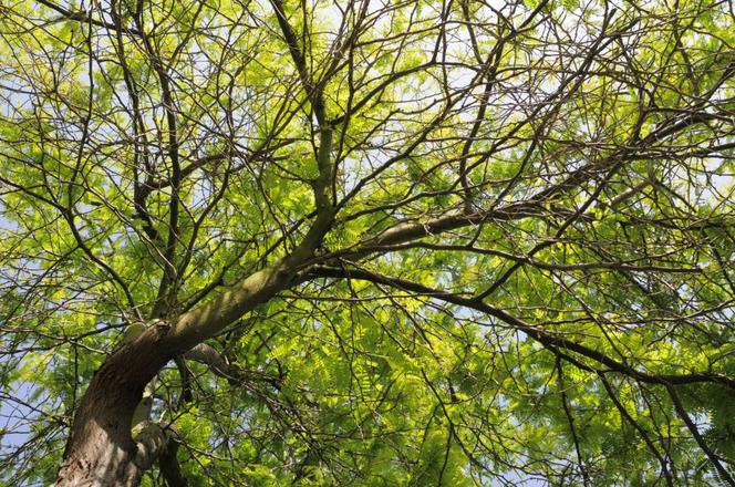 Glediczja trójcierniowa = Iglicznia = Trójiglicznia - Gleditsia triacanthos
