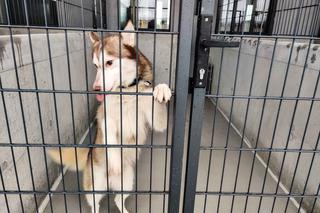 Podopieczni szczecińskiego schroniska już w nowym miejscu
