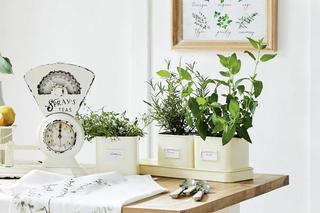 Doniczki na zioła do kuchni