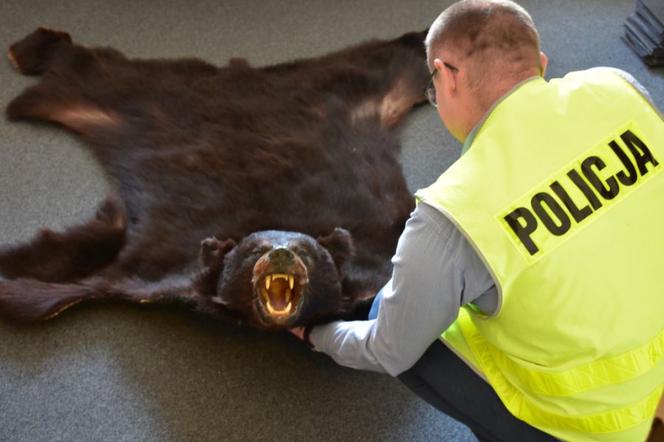 Próbował sprzedać na aukcji wyprawioną skórę chronionego gatunku niedźwiedzia