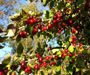 Dereń jadalny - właściwości lecznicze i zastosowanie. Na co pomagają owoce derenia?