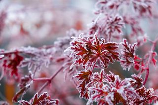 Jak skutecznie osłonić klon palmowy przed mrozem? Zimowa ochrona klonu palmowego