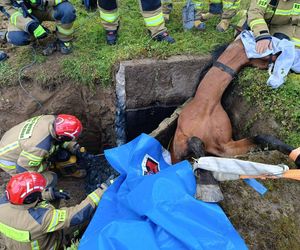 Strażacy ze Skrzyżowa uratowali konia. Zwierzę wpadło do betonowego zbiornika