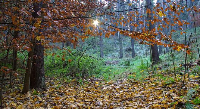 Trójmiejski Park Krajobrazowy
