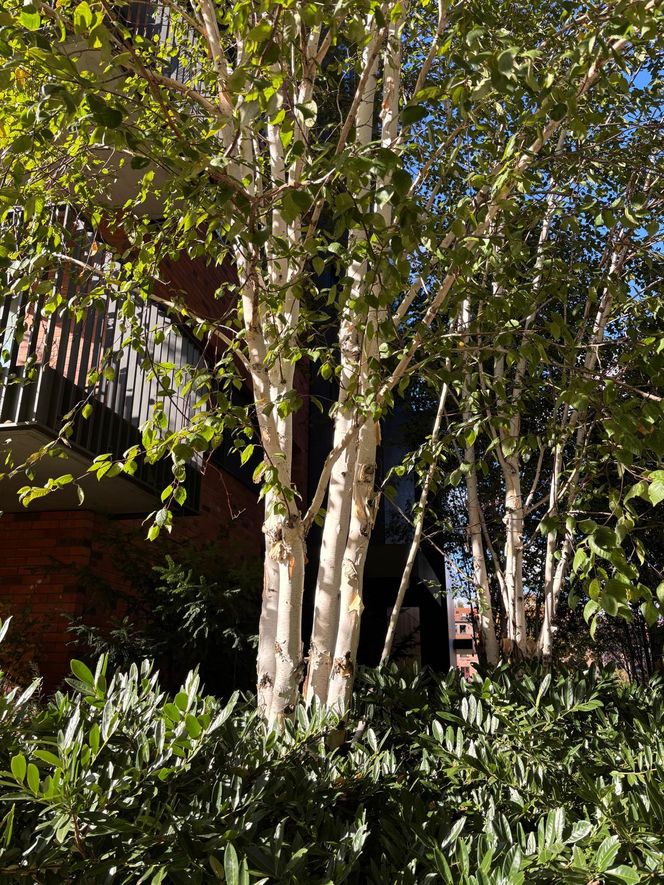 Osiedle Riverview w Gdańsku