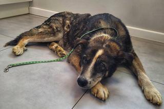 Seniorka znęcała się nad Łatkiem i Reksiem! Szokujące metody. Biła, kiedy zasłużyły [ZDJĘCIA]