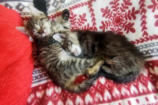 Schronisko Dla Zwierząt w Toruniu prosi o wsparcie. Potrzeba m.in. domów dla kociaków