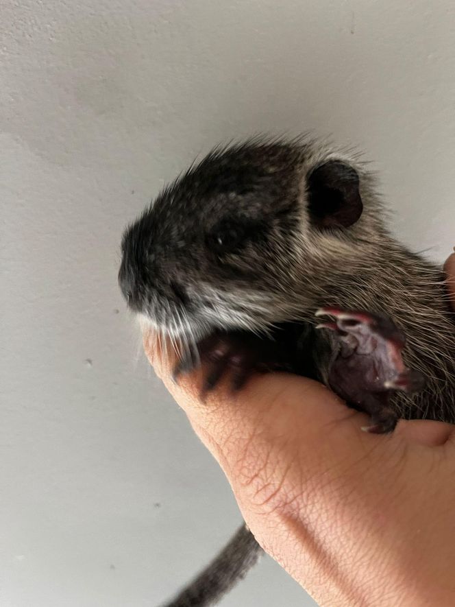 Nutria z Rybnika urodziła 6 młodych. Uratowała ją fundacja Pet Patrol