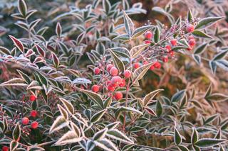 Nandina domowa