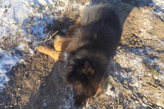 Skrajnie wycieńczone psy w Żołędowie pod Bydgoszczą. Jeden z nich nie przeżył transportu 