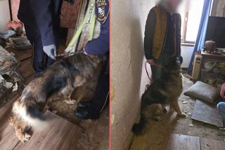 Dramat owczarków we Wrocławiu. Mieszkam tak samo jak one