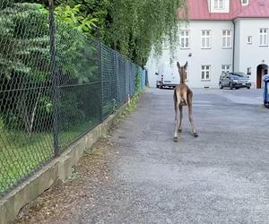 Śląskie: Egzamin ósmoklasisty zakłóciło wtargnięcie jelenia na teren szkoły