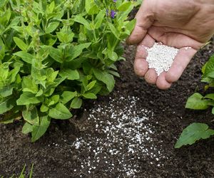 Fosfor - znaczenie fosforu dla roślin. Rola fosforu w życiu roślin