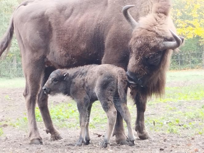 Młodą żubrzyczką w bydgoskim zoo opiekują się babcia i mama. "Ona jest od chmur zawracania!"