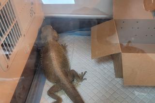 Sklep zoologiczny w Bytomiu: zwierzęta w strasznych warunkach