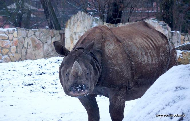 Zwierzęta we wrocławskim zoo zimą