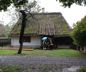 Tak ongiś siekano kapustę w woj. lubelskim. „Obieraczki kapuściane” w Muzeum Wsi Lubelskiej