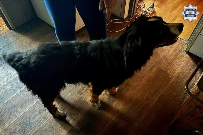 Horror w katowickim mieszkaniu. Psy żyły we własnych odchodach. Wstrząsające odkrycie policji