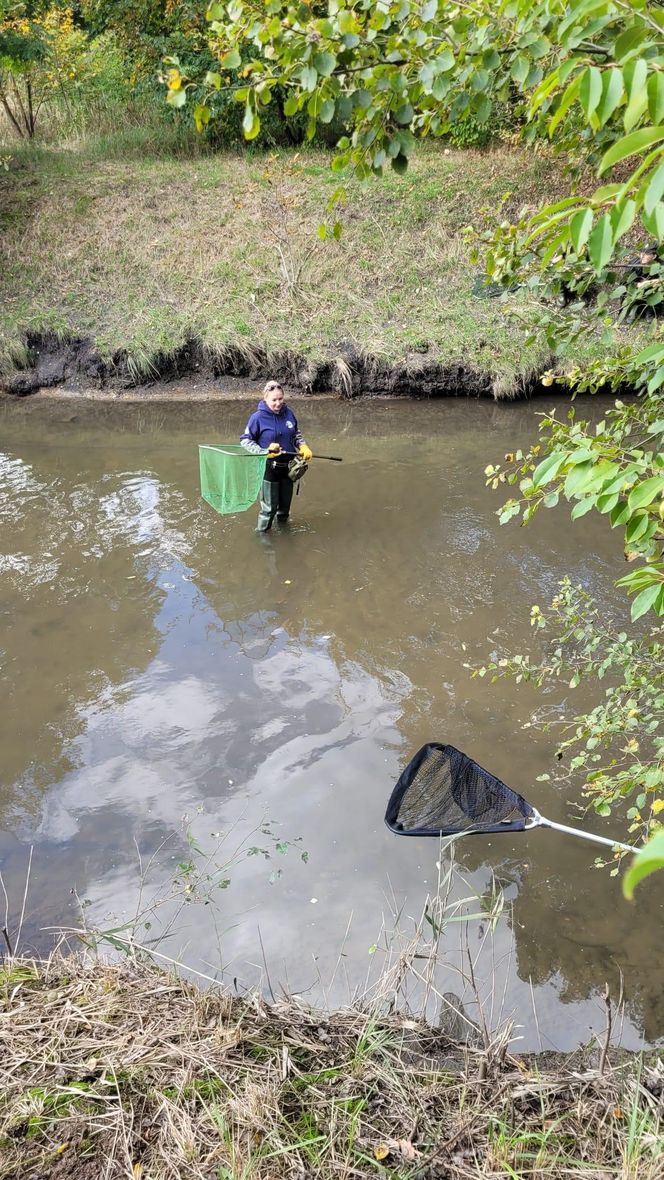 Nutrie w Rybniku są już odławiane