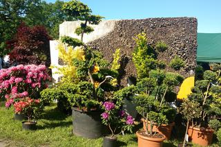 Chorzów: Kwiaty, zioła i dodatki do ogrodu. W Parku Śląskim trwa Święto Kwiatów [ZDJĘCIA]