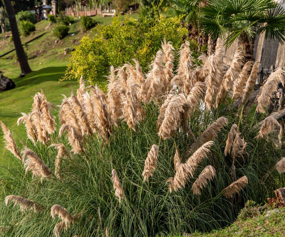 Kortaderia pampasowa 'Pumila'