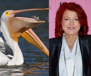 Urszula Dudziak wspomina swoją przygodę z używkami: Zamieniłam się w pelikana