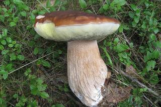 Jakie grzyby zbierać w lipcu?