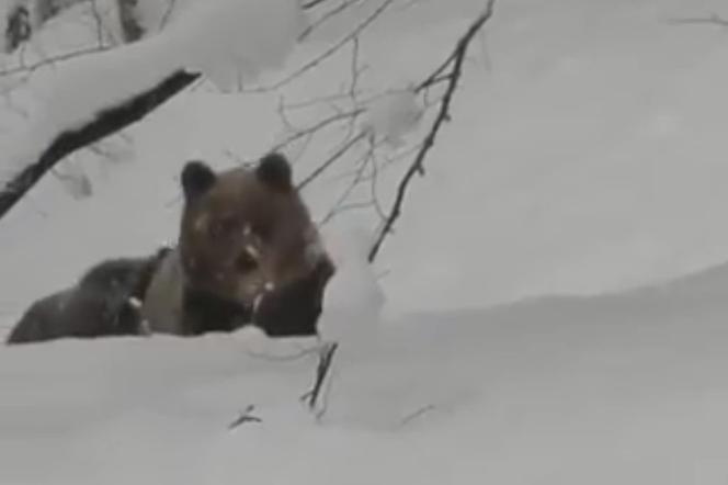 Bieszczady: Ta scena mrozi krew w żyłach. Niedźwiedzica z młodymi szła prosto na leśniczego!