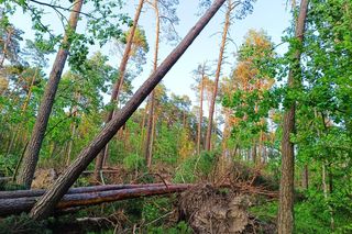 Po nawałnicach jest zakaz wstępu do lasów! Sprawdź gdzie