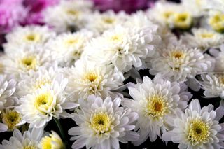 Które chryzantemy są najtrwalsze?