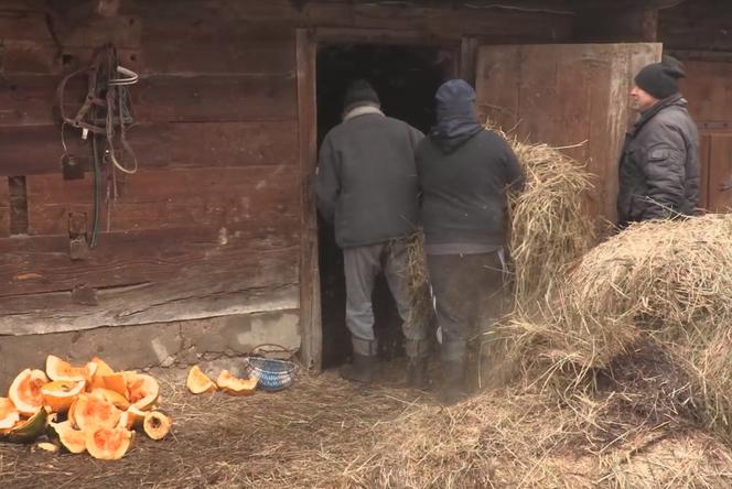 Rolnicy. Podlasie. Karmienie zwierzą dyniami i sianem. Gienek docinał Sławkowi