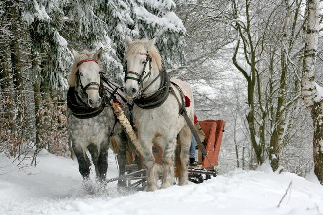 Mieszkańcy sami stworzyli sanie! Teraz wybiorą się na kulig [FILM]