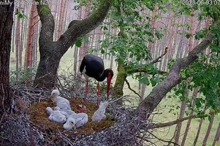 Bocian czarny wyrzucił z gniazda dwa pisklaki