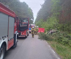 Powiat Łukowski: zderzenie auta z łosiem zakończyło się tragedią