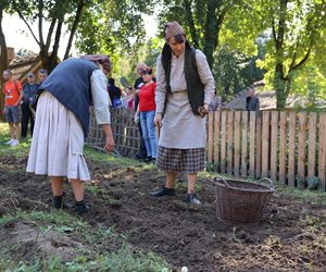 W skansenie w Lublinie pokazali, jak dawniej wyglądały wykopki kartoflane