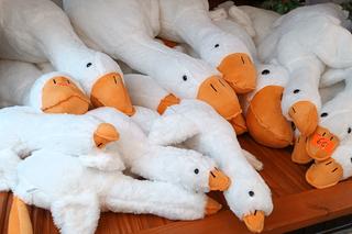 Gęś Pipa robi furorę na wrocławskim Rynku. O swojej Pipie marzy każdy