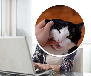 Czym zająć kota podczas pracy zdalnej? Oto sprawdzona metoda