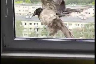 Olbrzymi ptak w Poznaniu