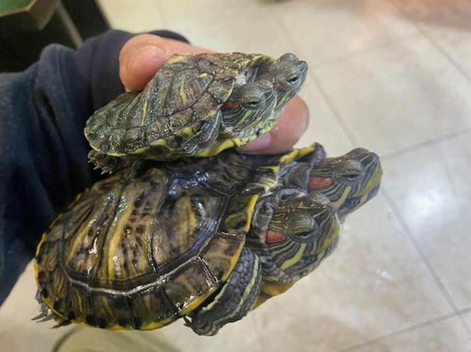 Inwazja dwugłowych żółwi po katastrofie w elektrowni w Japonii