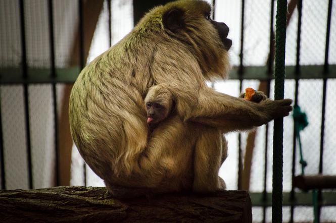 Nowa małpka we wrocławskim zoo