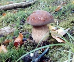 Pójdą w las. Przed nami brzybobranie z elbląskimi leśnikami