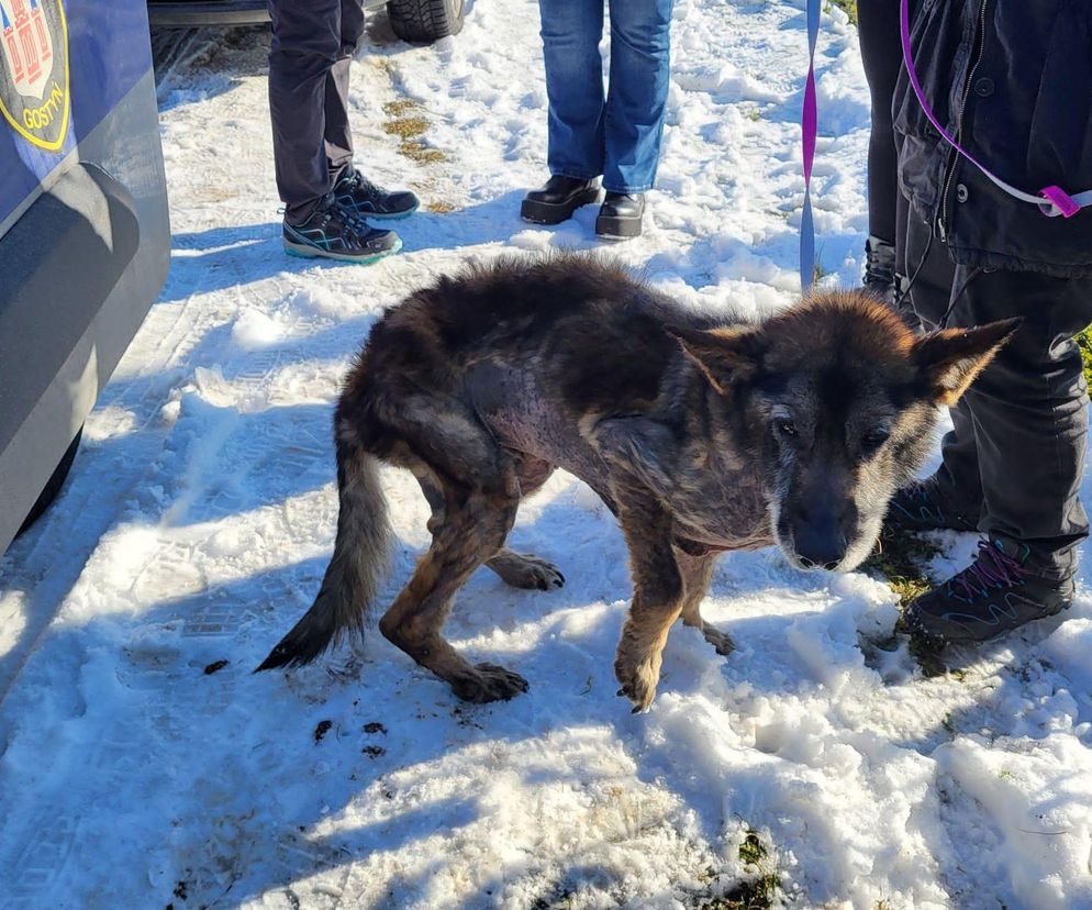 Pamiętacie Figę? Skrajnie zaniedbana suczka nie wróci do swoich właścicieli