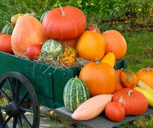 Dynia: jak poznać, że dynia jest dojrzała?