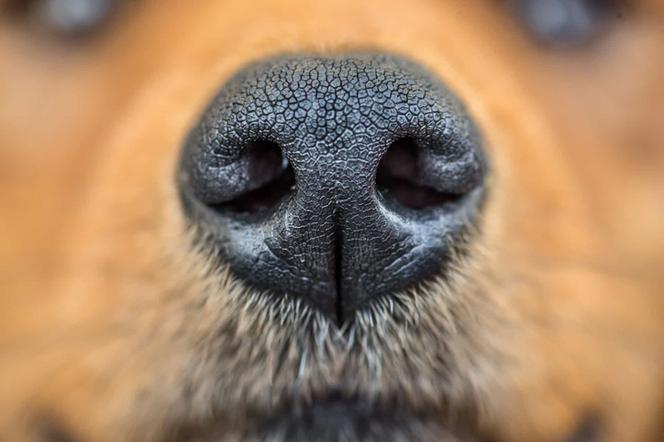 Psy potrafią wywąchać koronawirusa! Są skuteczniejsze od testów